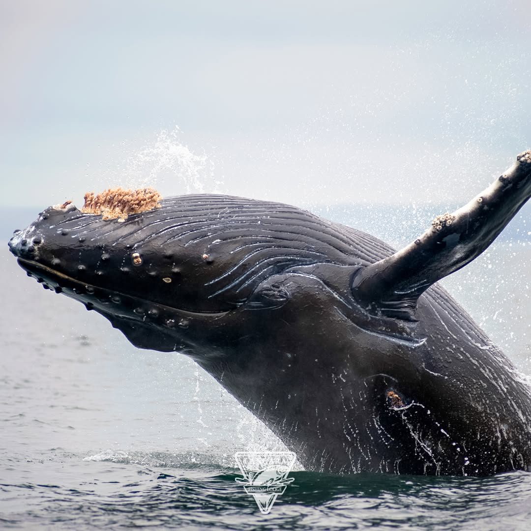 A humpback whale breaching, its long white flipper raised out of the water.
