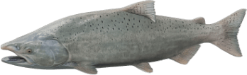 A chinook salmon.