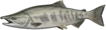 A chum salmon with barred sides.