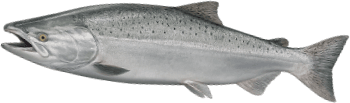 A coho salmon.
