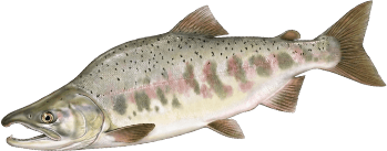 A pink salmon.