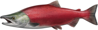 A red spawning sockeye salmon.