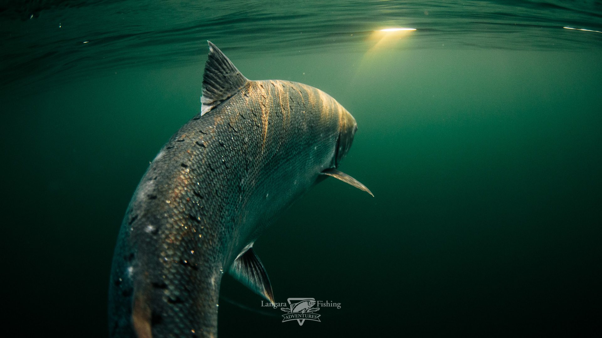 A chinook salmon swimming through green Pacific water.