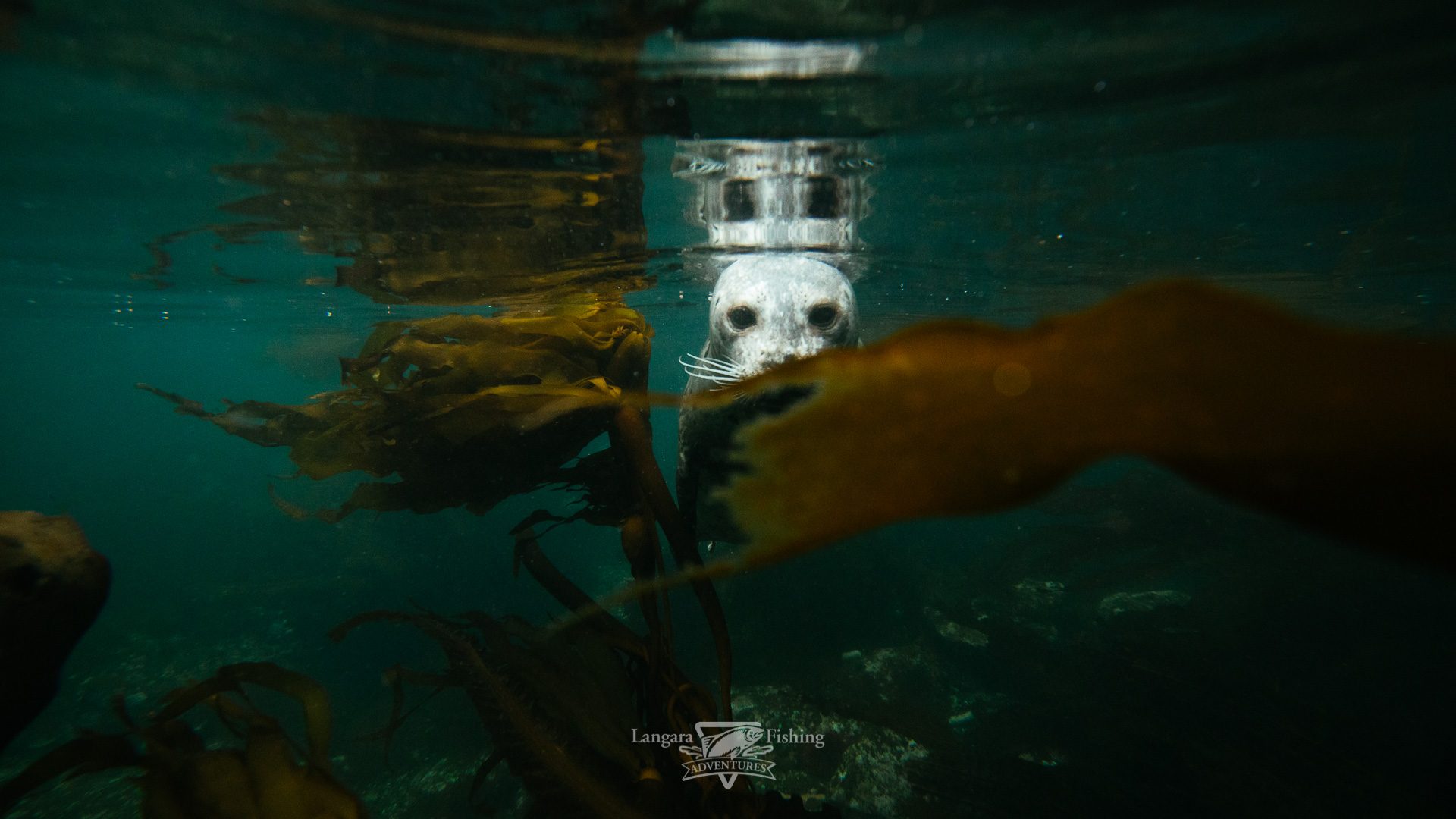 Looking up through green Pacific water toward the surface, with kelp drifting below.